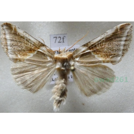 Habrosyne pyritoides (Hufnagel, 1766) Pluszówka agatka Czech72f